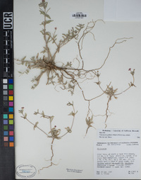 Camissoniopsis pallida image