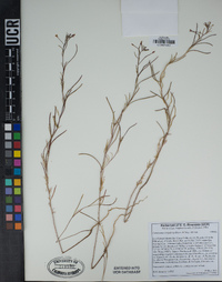 Camissonia strigulosa image