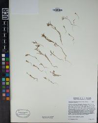 Camissonia strigulosa image