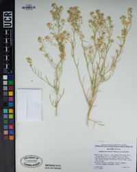 Lepidium fremontii image