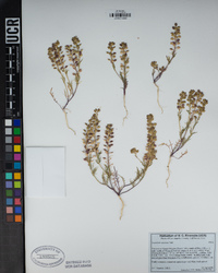 Lepidium nitidum image