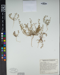 Lepidium nitidum image