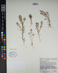 Lepidium nitidum image