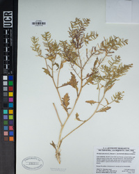 Rorippa palustris subsp. palustris image