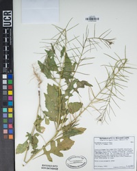 Sisymbrium erysimoides image