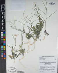 Sisymbrium orientale image