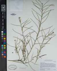 Sisymbrium orientale image