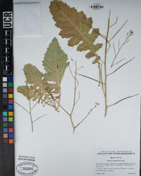 Brassica tournefortii image