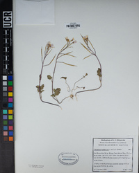 Cardamine californica image