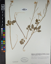 Cardamine californica image