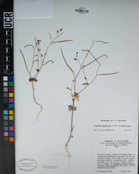 Caulanthus amplexicaulis image