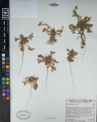 Lepidium didymum image