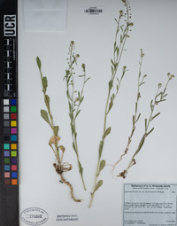 Lepidium densiflorum image