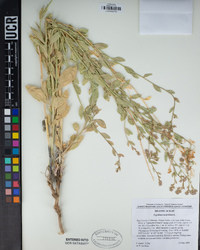 Lepidium latifolium image