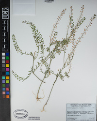 Lepidium virginicum subsp. virginicum image