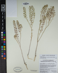 Lepidium virginicum subsp. menziesii image