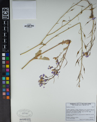 Raphanus sativus image