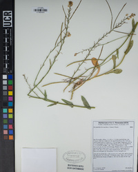 Streptanthus bernardinus image
