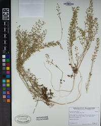 Lepidium nitidum image