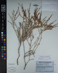 Eriogonum wrightii image