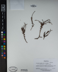Eriogonum wrightii var. membranaceum image