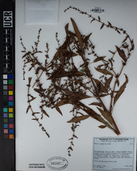 Rumex conglomeratus image