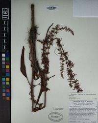 Rumex crispus image