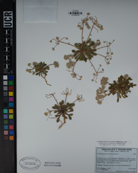 Calyptridium monospermum image