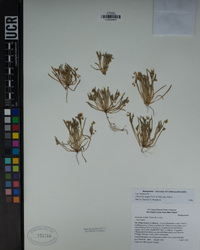 Claytonia exigua subsp. exigua image