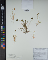 Claytonia parviflora image