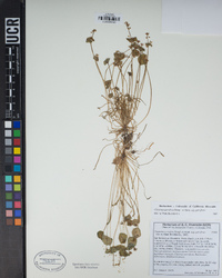 Claytonia parviflora image