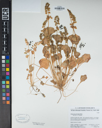 Claytonia perfoliata image