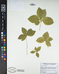 Lysimachia latifolia image