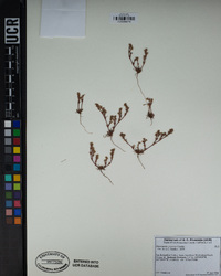 Lastarriaea coriacea image