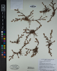 Lastarriaea coriacea image