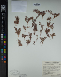 Chorizanthe parryi image