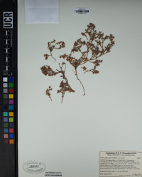 Chorizanthe parryi image