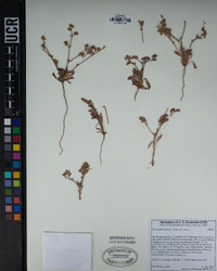 Chorizanthe parryi image