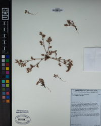 Chorizanthe parryi image