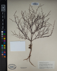 Eriogonum apiculatum image