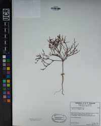 Eriogonum brachyanthum image