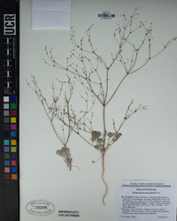 Eriogonum brachyanthum image