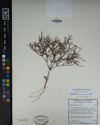 Eriogonum brachyanthum image