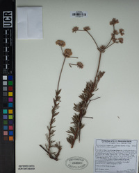 Eriogonum fasciculatum image