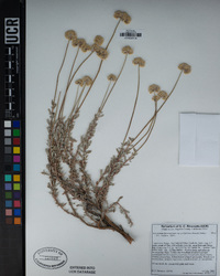 Eriogonum fasciculatum var. polifolium image