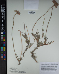 Eriogonum fasciculatum var. polifolium image