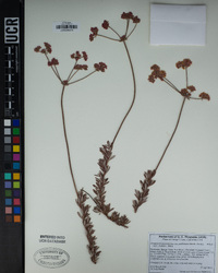 Eriogonum fasciculatum var. polifolium image