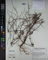 Eriogonum gracile var. gracile image