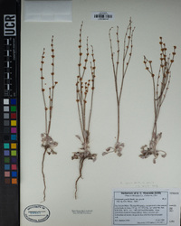Eriogonum gracile var. gracile image