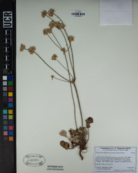 Eriogonum nudum var. deductum image